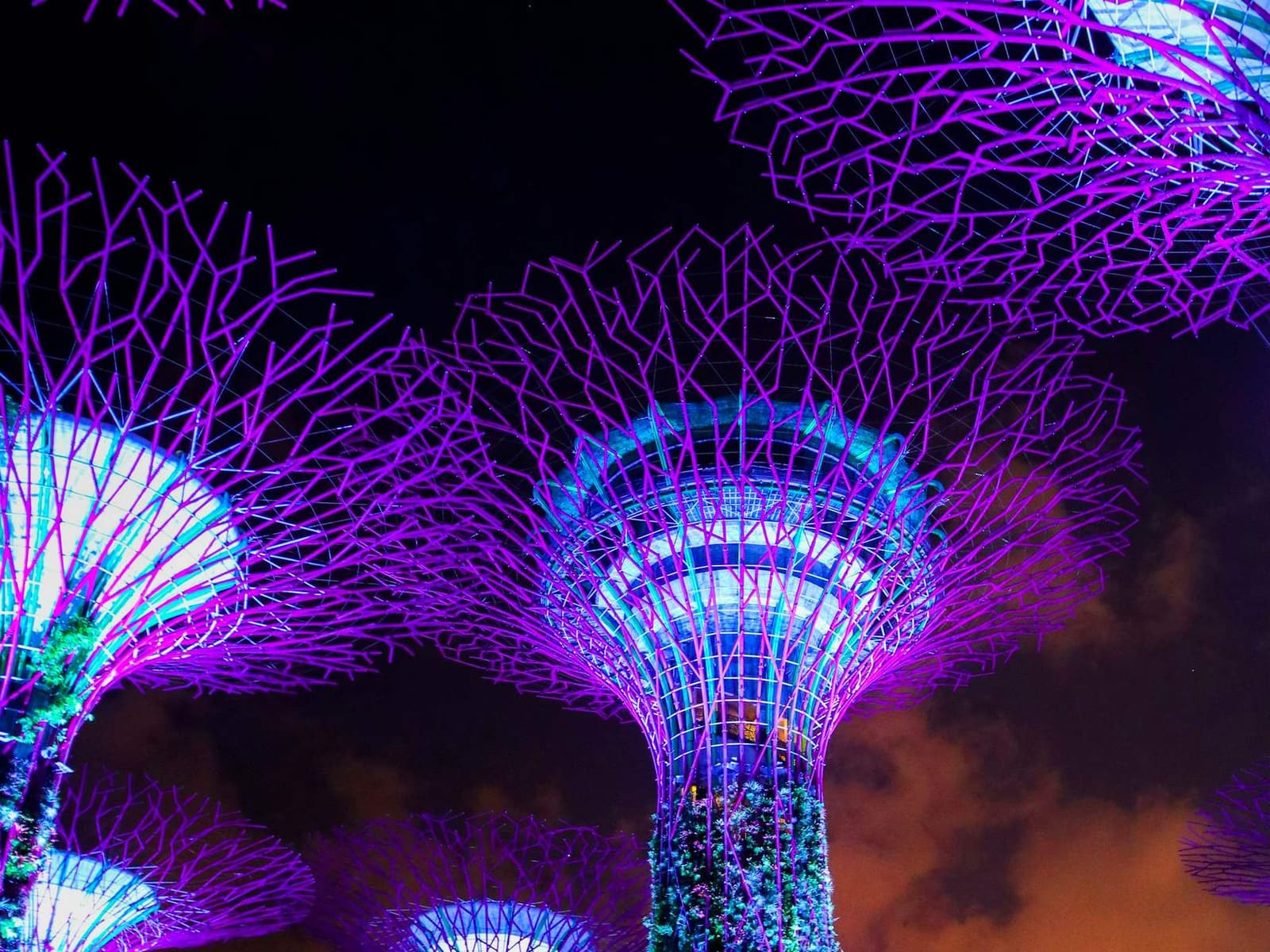 Supertree Grove lit purple at Gardens by the Bay